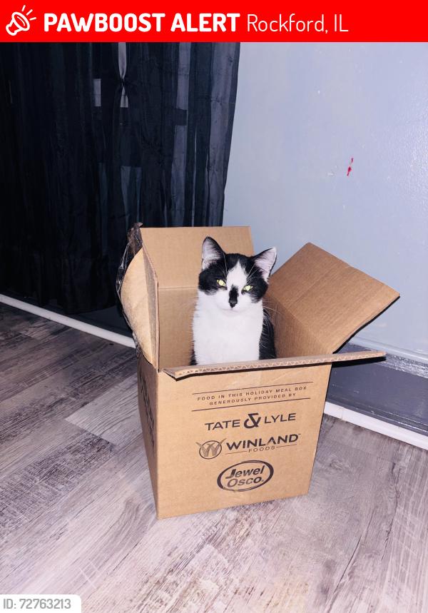 Lost Male Cat last seen School st, Rockford, IL 61101