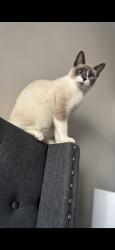 Lost Male Cat last seen Aberdeen Rd, Fulford McMillan, Raeford, NC 28376