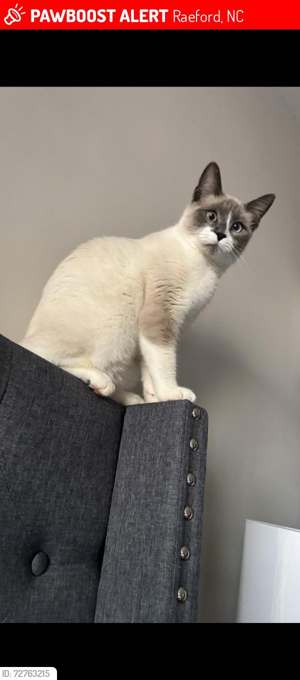 Lost Male Cat last seen Aberdeen Rd, Fulford McMillan, Raeford, NC 28376