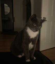 Lost Male Cat last seen Horton street, marrickville, Marrickville, NSW 2204