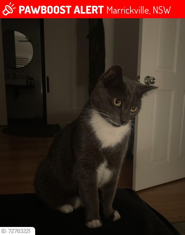 Lost Male Cat last seen Horton street, marrickville, Marrickville, NSW 2204