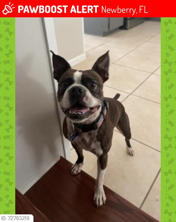 Lost Male Dog last seen Newberry road and 170th street, Newberry, FL 32669