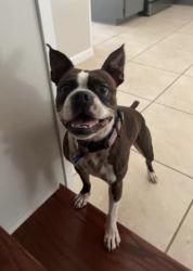 Lost Male Dog last seen Newberry road and 170th street, Newberry, FL 32669