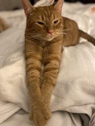 Lost Male Cat last seen Hilan ave, New Philadelphia, OH 44663