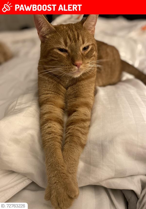 Lost Male Cat last seen Hilan ave, New Philadelphia, OH 44663