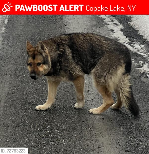 Lost Female Dog last seen Cove road, Copake Lake, NY 12521