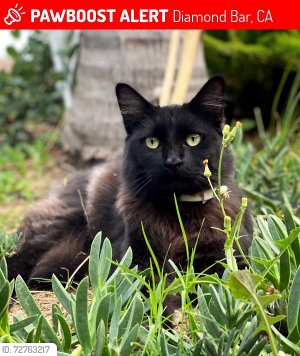 Lost Male Cat last seen Pantera Park Diamonds Bar, Diamond Bar, CA 91765