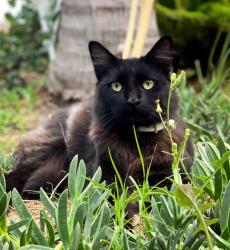 Lost Male Cat last seen Pantera Park Diamonds Bar, Diamond Bar, CA 91765