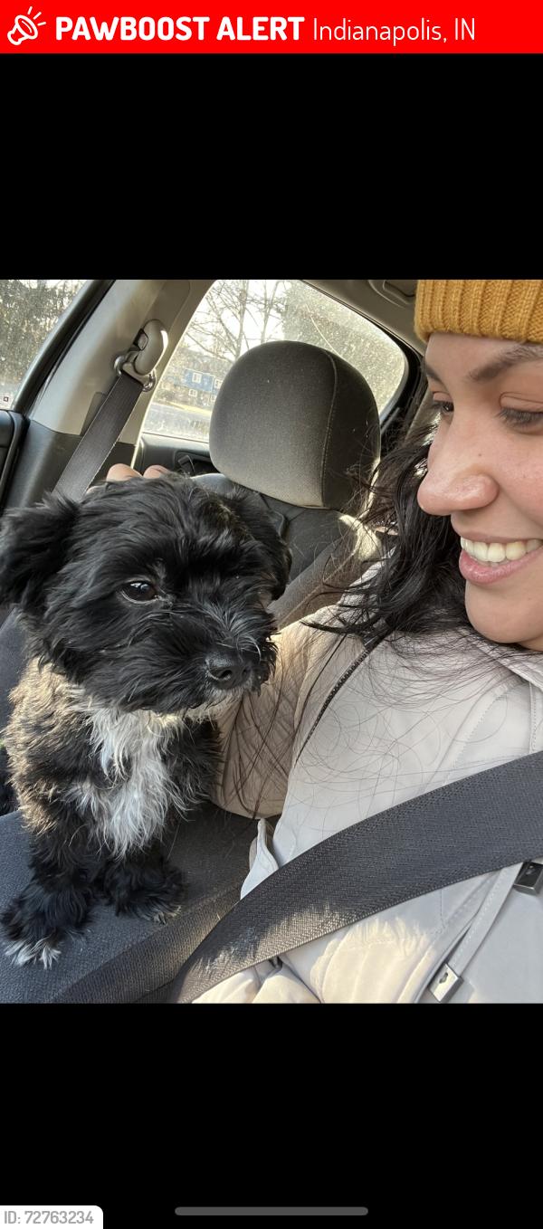 Lost Male Dog last seen Thousand oaks lane, Indianapolis, IN 46214
