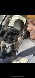 Lost Male Dog last seen Thousand oaks lane, Indianapolis, IN 46214