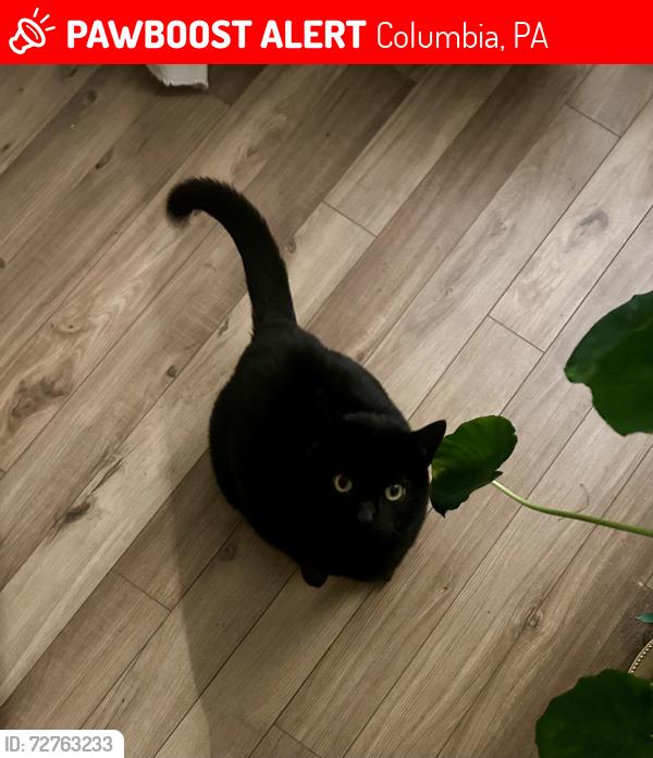Lost Male Cat last seen Cloverton and Kinderhook, Columbia, PA 17512