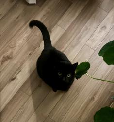 Lost Male Cat last seen Cloverton and Kinderhook, Columbia, PA 17512