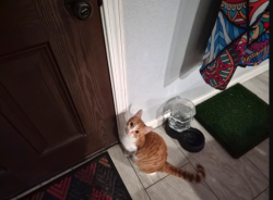 Lost Male Cat last seen Lockehill, San Antonio, TX 78213