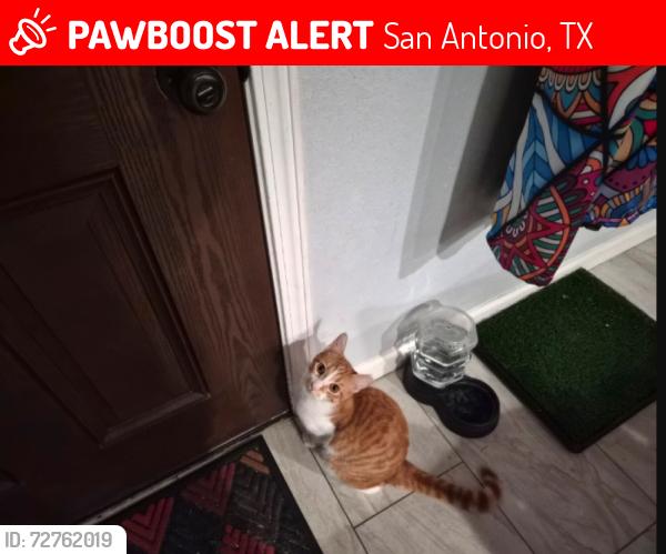 Lost Male Cat last seen Lockehill, San Antonio, TX 78213