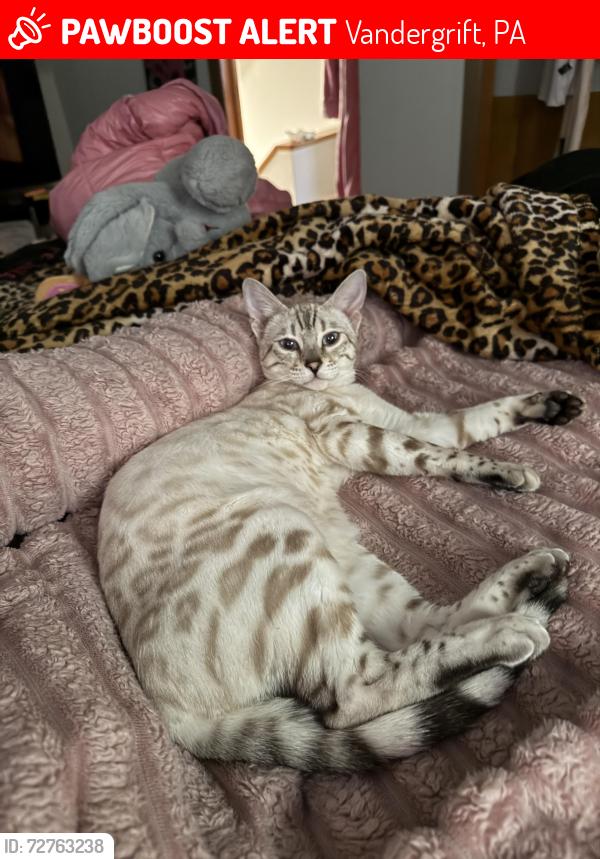 Lost Female Cat last seen Near park on Jackson ave , Vandergrift, PA 15690