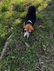 Found/Stray Female Dog last seen Jim Kidd road, Huntersville, NC 28078
