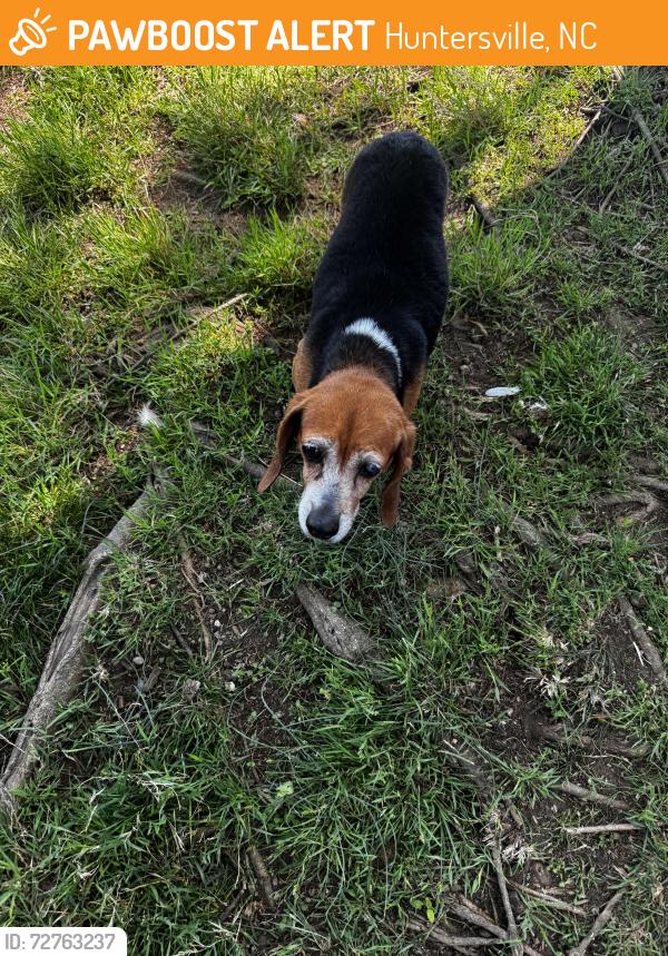 Found/Stray Female Dog last seen Jim Kidd road, Huntersville, NC 28078