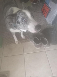Lost Male Dog last seen Fred toilette rd, Crossville, TN 38572