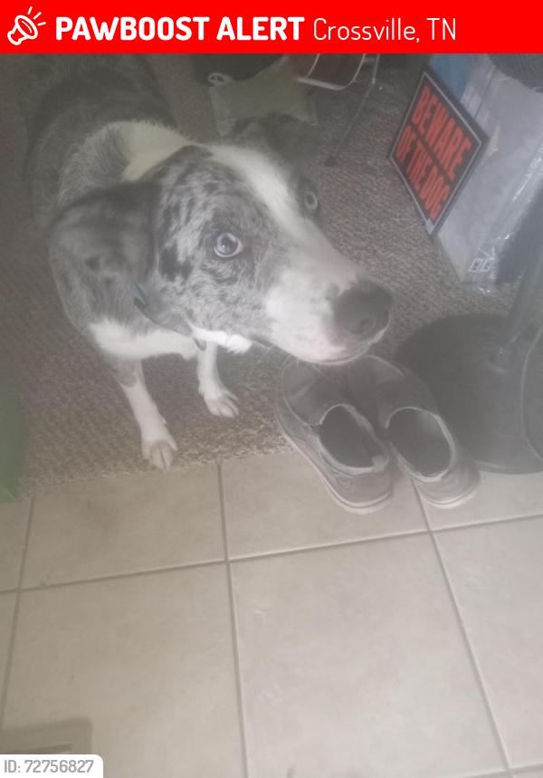 Lost Male Dog last seen Fred toilette rd, Crossville, TN 38572
