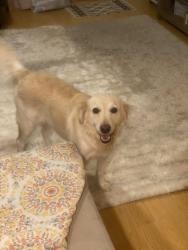 Lost Female Dog last seen We’re in between southpark and independence if you’re familiar with the area., Charlotte, NC 28270