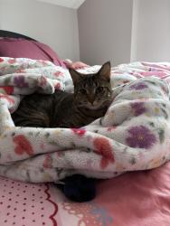 Lost Female Cat last seen Arnold Ave/ Craigie Ave , Richmond, VA 23222