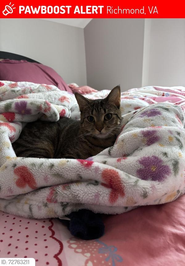 Lost Female Cat last seen Arnold Ave/ Craigie Ave, Richmond, VA 23222