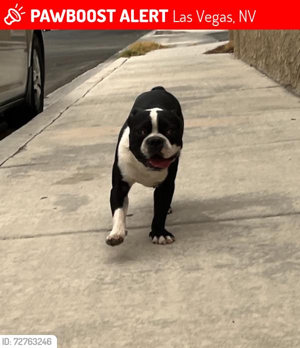 Lost Male Dog last seen Ira J Earl, Las Vegas, NV 89110