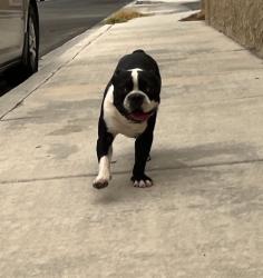 Lost Male Dog last seen Ira J Earl, Las Vegas, NV 89110