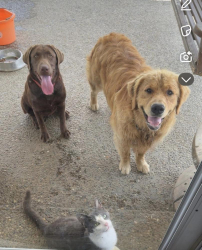 Lost Female Dog last seen Hourigan lane, gravel switch , Lebanon, KY 40033