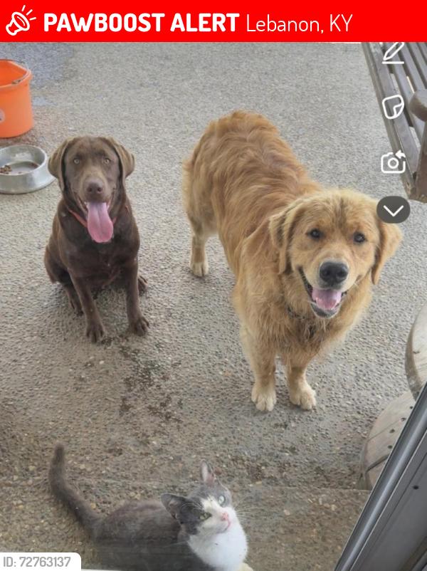 Lost Female Dog last seen Hourigan lane, gravel switch , Lebanon, KY 40033