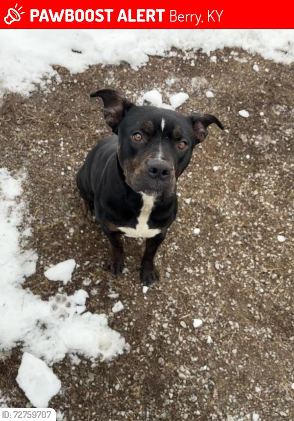 Lost Female Dog last seen Near Ken’s Value Center and Berry Cemetery , Berry, KY 41003