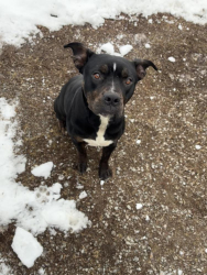 Lost Female Dog last seen Near Ken’s Value Center and Berry Cemetery , Berry, KY 41003