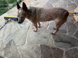 Found/Stray Female Dog last seen Pecan grove soccer fields , Rowlett, TX 75088