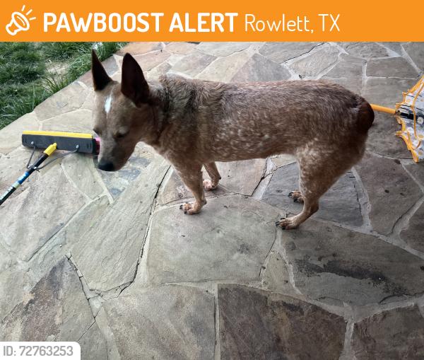 Found/Stray Female Dog last seen Pecan grove soccer fields , Rowlett, TX 75088