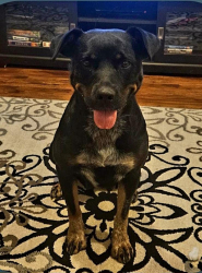 Lost Female Dog last seen Buckley & Hampden in SW Aurora , Aurora, CO 80013