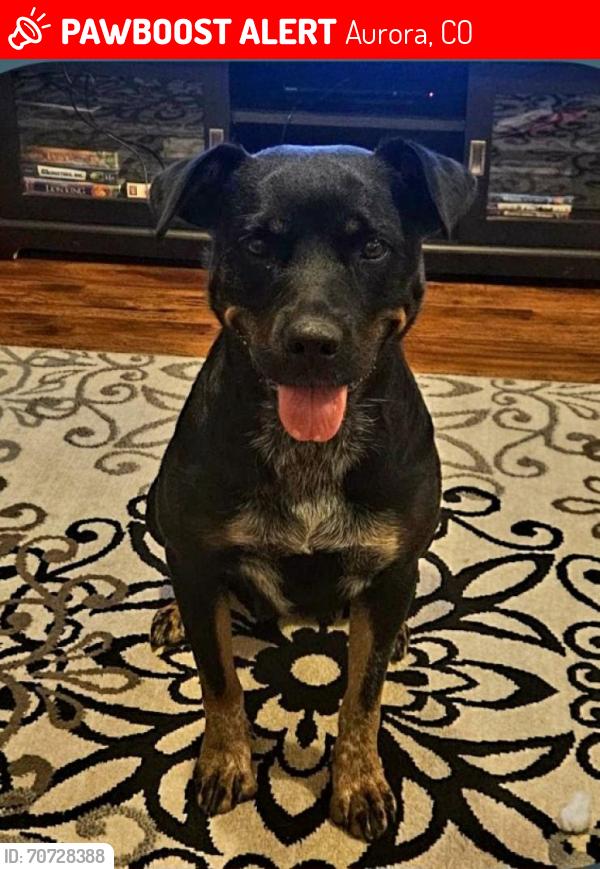 Lost Female Dog last seen Buckley & Hampden in SW Aurora, Aurora, CO 80013