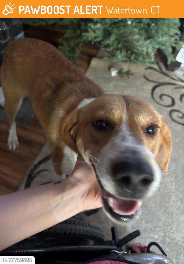 Found/Stray Unknown Dog last seen Steeplechase subdivision , Watertown, CT 06779
