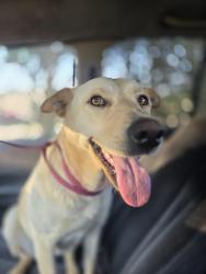 Found/Stray Unknown Dog last seen Odom road, Hope Mills, NC 28348