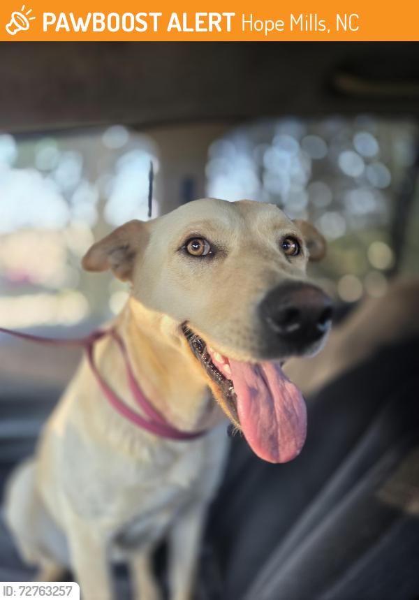 Found/Stray Unknown Dog last seen Odom road, Hope Mills, NC 28348