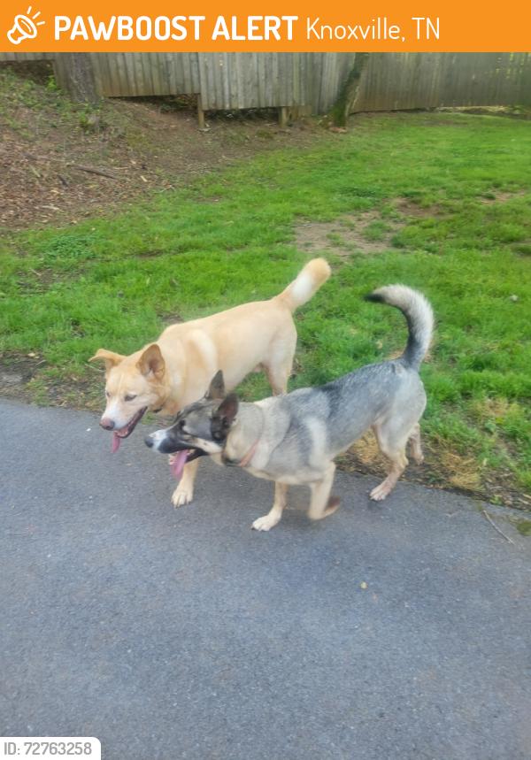 Found/Stray Unknown Dog last seen Near Wrights Ferry Rd, Knoxville, TN 37919