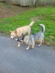 Found/Stray Unknown Dog last seen Near Wrights Ferry Rd, Knoxville, TN 37919
