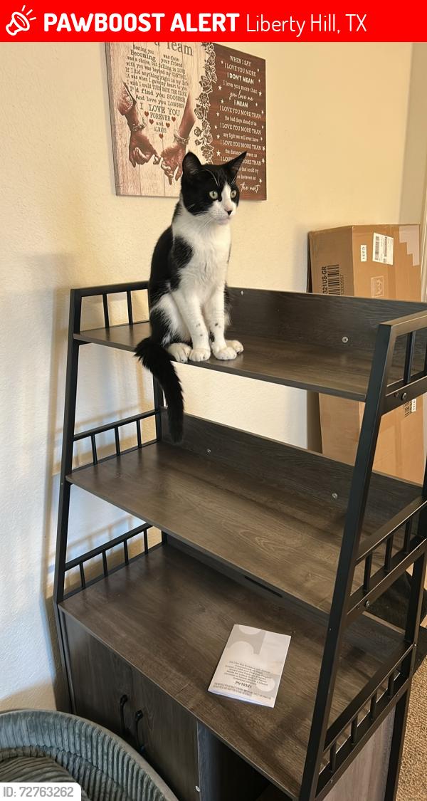 Lost Male Cat last seen Luxury apmts , Liberty Hill, TX 78642