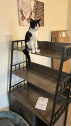 Lost Male Cat last seen Luxury apmts , Liberty Hill, TX 78642