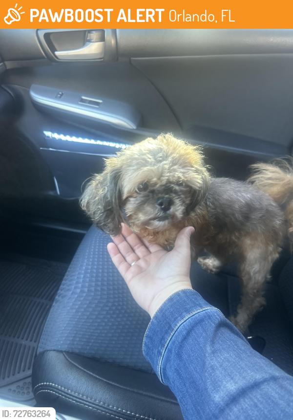 Found/Stray Female Dog last seen Dixiebellstree, Orlando, FL 32812