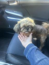 Found/Stray Female Dog last seen Dixiebellstree, Orlando, FL 32812