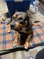 Found/Stray Female Dog last seen Hollywood , Las Vegas, NV 89110