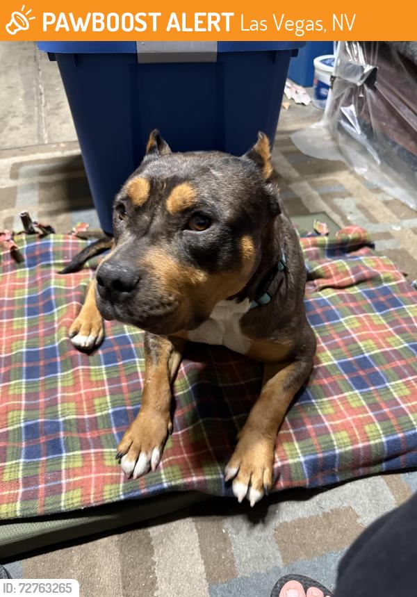 Found/Stray Female Dog last seen Hollywood , Las Vegas, NV 89110