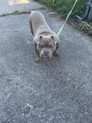 Lost Male Dog last seen Ryan and Conant, Detroit, MI 48234