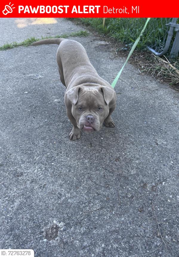 Lost Male Dog last seen Ryan and Conant, Detroit, MI 48234