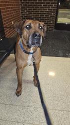 Found/Stray Unknown Dog last seen Near W Irving Park Rd, Chicago, IL 60641, Chicago, IL 60641